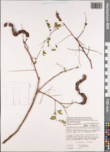 Adenanthera microsperma Teijsm. & Binn., Зарубежная Азия (ASIA) (Вьетнам)