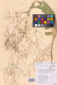 Качим пронзенный L., Восточная Европа, Нижневолжский район (E9) (Россия)