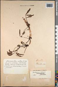 Neptunia prostrata (Lam.) Baill., Зарубежная Азия (ASIA) (Индия)