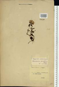 Рододендрон мелколистный Adams, Сибирь, Чукотка и Камчатка (S7) (Россия)