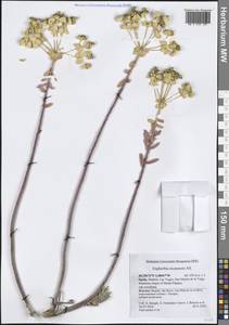 Euphorbia nicaeensis All., Западная Европа (EUR) (Испания)