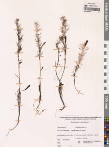 Уруть мутовчатая L., Сибирь, Чукотка и Камчатка (S7) (Россия)