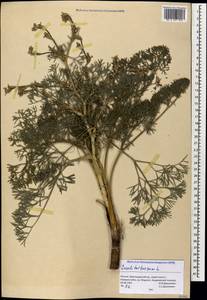 Жабрица извилистая L., Кавказ, Черноморское побережье (от Новороссийска до Адлера) (K3) (Россия)