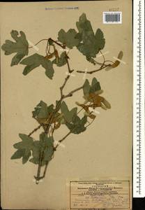 Клен полевой, Клен равнинный L., Кавказ, Азербайджан (K6) (Азербайджан)