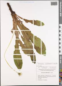 Taraxacum stenoglossum Brenner, Восточная Европа, Средневолжский район (E8) (Россия)