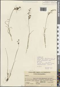 Ситник, Кавказ, Северная Осетия, Ингушетия и Чечня (K1c) (Россия)