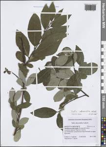 Ива скрытая Laksch., Сибирь, Прибайкалье и Забайкалье (S4) (Россия)