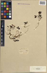 Lamium garganicum var. microphyllum (Boiss.) Mennema, Зарубежная Азия (ASIA) (Турция)