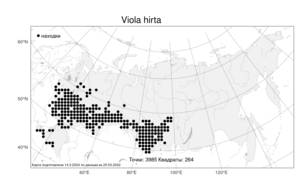 Viola hirta, Фиалка коротковолосистая, Фиалка опушенная L., Атлас флоры России (FLORUS) (Россия)