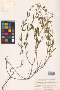 Helianthemum nummularium subsp. obscurum (Pers. ex Wahlenb.) Holub, Восточная Европа, Белоруссия (E3a) (Белоруссия)