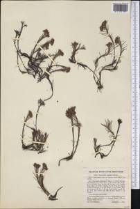Paronychia virginica Spreng., Америка (AMER) (США)