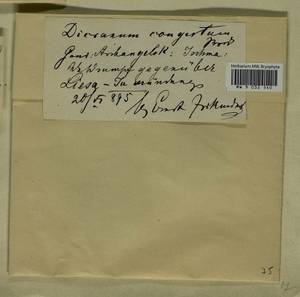Dicranum flexicaule Brid., Гербарий мохообразных, Мхи - Архангельская и Вологодская области, Коми, Ненецкий АО (B7) (Россия)