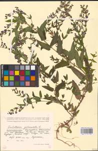 MHA 0 155 402, Шлемник обыкновенный L., Восточная Европа, Волжско-Камский район (E7) (Россия)