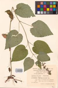 MHA 0 156 064, Чистец лесной L., Восточная Европа, Восточный район (E10) (Россия)