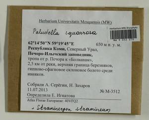 Paludella squarrosa (Hedw.) Brid., Гербарий мохообразных, Мхи - Архангельская и Вологодская области, Коми, Ненецкий АО (B7) (Россия)
