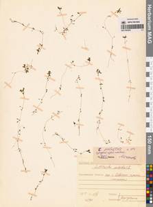 Болотник обыкновенный L., Сибирь, Дальний Восток (S6) (Россия)