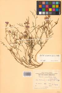 Морская горчица морская Scop., Восточная Европа, Эстония (E2c) (Эстония)