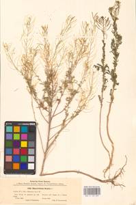 Дескурения Софии (L.) Webb ex Prantl, Восточная Европа, Южно-Украинский район (E12) (Украина)