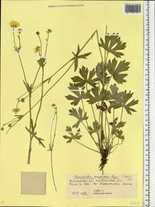 Ranunculus polyanthemos subsp. meyerianus (Rupr.) Elenevsky & Derv.-Sokol., Восточная Европа, Нижневолжский район (E9) (Россия)