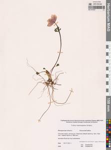 Купальница бумажночашелистиковая Schipcz., Сибирь, Чукотка и Камчатка (S7) (Россия)