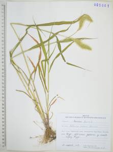 Щетинник Фабера R.A.W.Herrm., Сибирь, Дальний Восток (S6) (Россия)