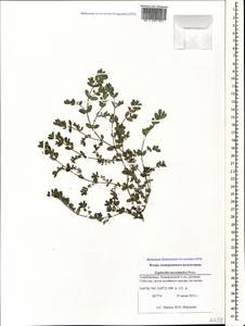 Euphorbia granulata Forssk., Кавказ, Азербайджан (K6) (Азербайджан)