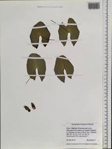 Кувшинка четырехгранная Georgi, Сибирь, Якутия (S5) (Россия)