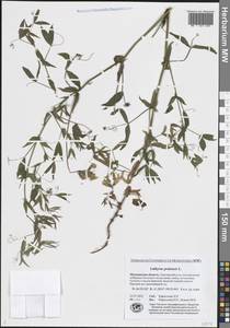 Чина луговая L., Восточная Европа, Северный район (E1) (Россия)