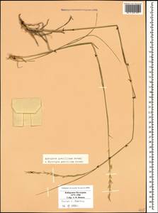 Pseudoroegneria gracillima (Nevski) Á.Löve, Кавказ, Ставропольский край, Карачаево-Черкесия, Кабардино-Балкария (K1b) (Россия)
