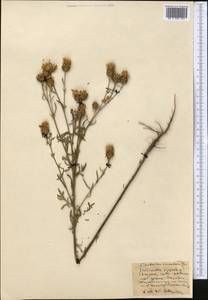 Centaurea stoebe subsp. stoebe, Средняя Азия и Казахстан, Северный и Центральный Казахстан (M10) (Казахстан)