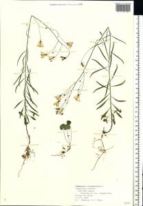 Колокольчик круглолистный L., Восточная Европа, Центральный район (E4) (Россия)