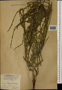 Хондрилла ситниковидная L., Кавказ, Азербайджан (K6) (Азербайджан)