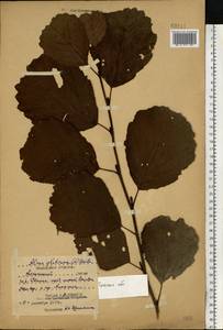 Ольха клейкая, Ольха черная (L.) Gaertn., Восточная Европа, Центральный район (E4) (Россия)