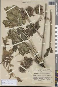 Зопничек Лемана (Bunge) Adylov, Kamelin & Makhm., Средняя Азия и Казахстан, Памир и Памиро-Алай (M2) (Узбекистан)