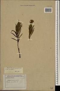 Pentanema ensifolium (L.) D. Gut. Larr., Santos-Vicente, Anderb., E. Rico & M. M. Mart. Ort., Кавказ, Ставропольский край, Карачаево-Черкесия, Кабардино-Балкария (K1b) (Россия)