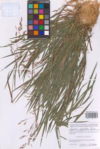 Полевица гигантская Roth, Восточная Европа, Московская область и Москва (E4a) (Россия)