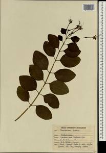 Volkameria inermis L., Зарубежная Азия (ASIA) (Индия)