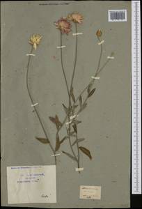 Сухоцвет однолетний L., Ботанические сады и дендрарии (GARD) (Неизвестно)
