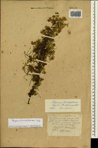 Чабрец Ревердатто Serg., Сибирь, Якутия (S5) (Россия)