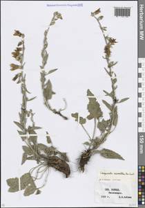 Колокольчик сарматский Ker Gawl., Кавказ, Ставропольский край, Карачаево-Черкесия, Кабардино-Балкария (K1b) (Россия)