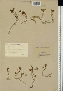 Очиток едкий L., Восточная Европа, Восточный район (E10) (Россия)