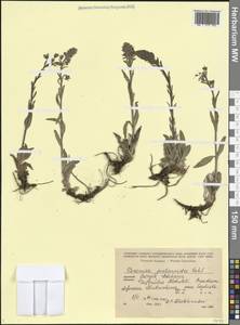 Вероника горечавковая Vahl, Кавказ, Грузия (K4) (Грузия)