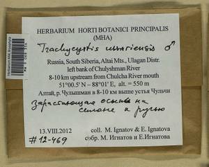 Trachycystis ussuriensis (Regel & Maack) T.J. Kop., Гербарий мохообразных, Мхи - Западная Сибирь (включая Алтай) (B15) (Россия)