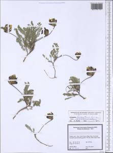 Astragalus lineatus Lam., Зарубежная Азия (ASIA) (Турция)