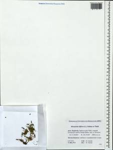 Шерлерия двухцветковая (L.) comb. ined., Сибирь, Прибайкалье и Забайкалье (S4) (Россия)