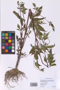 Череда олиственная, Череда многолистная L., Восточная Европа, Московская область и Москва (E4a) (Россия)