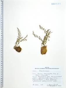 Woodsia pulchella Bertol., Сибирь, Дальний Восток (S6) (Россия)