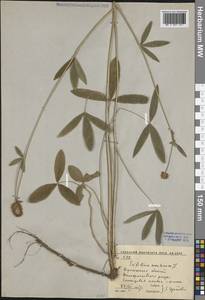 Клевер горный L., Восточная Европа, Центральный лесостепной район (E6) (Россия)