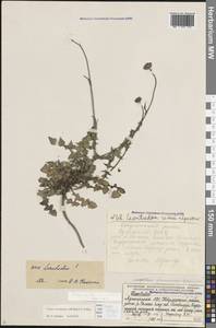 Скерда осотолистная (M.Bieb.) C.A.Mey., Кавказ, Грузия (K4) (Грузия)