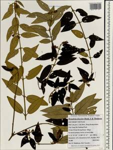 Brandisia discolor Hook. fil. & Thomson, Зарубежная Азия (ASIA) (Вьетнам)